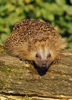 Wildlife Prints For Home Decor Drucke: Hedgehog - two sitting on a log