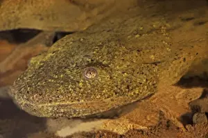 Amphibian Species Drucke: Hellbender (Cryptobranchus alleganiensis)