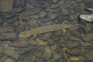 Underwater Animal Photos Drucke: Hellbender - Underwater