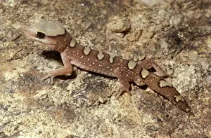 Reptile Photography Australia Drucke: Helmeted gecko