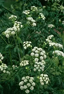 Drucke von APP-2749 Hemlock Conium maculatum Allen Paterson Bitte beachten Sie, dass die Drucke nur für persönliche Anzeigezwecke gedacht sind und je nach Fall nicht reproduziert werden dürfen Bilder Datiert 2004 Mai: Hemlock