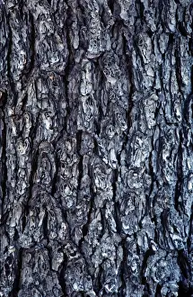 Close Up Tree Bark Drucke: Hemlock Bark