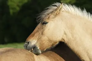 Hensons Pferd
