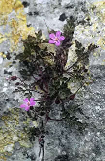 Purple Flowering Plants Europe Drucke: Herb Robert - growing through Limestone rock