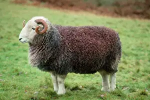 Verwandte Bilder Drucke: Herdwickschaf-Rammund