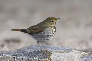 Waldsittich