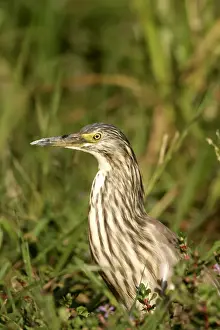 Ardea Wildlife Prints Drucke: Heron crabier
