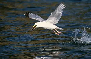Bird Photography Prints For Sale Drucke: Herring Gull