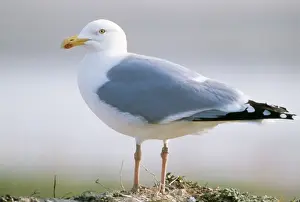 Herring Gull Pictures Drucke: Herring Gull Close up of single Gull