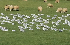 Nature Photography Prints UK Drucke: Herring Gull - flock resting