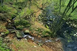 Spring Forest Scenery Drucke: Hill Stream - with tributary, in spring, Bramwald forest nature park Lower Saxony, Germany