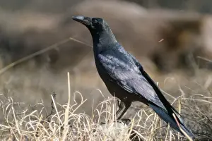 Bird Photography Artwork Drucke: Himalayan Jungle Crow