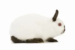 Unique Pet Photography Ideas Drucke: Himalayan / Russian Rabbit