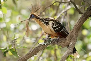 Unique Bird Species Drucke: Hoatzin