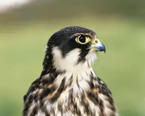 Leidenschaft - enger Blick auf den Kopf