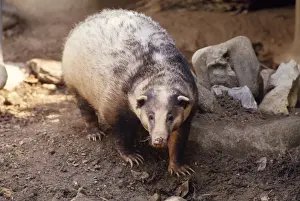 Rare Animal Prints For Sale Drucke: Hog Badger Thailand