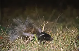 Unique Animal Prints For Sale Drucke: Hog-nosed Skunk