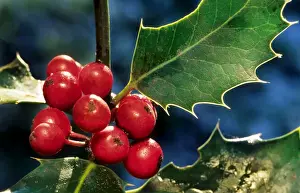 Johan De Meester Art Prints Drucke: Holly with berries