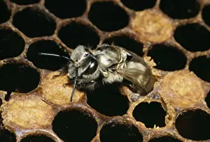 Honeybee Photography Drucke: Honey Bee Emerging from comb