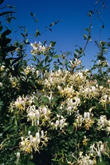 Honigknospen im Hecke