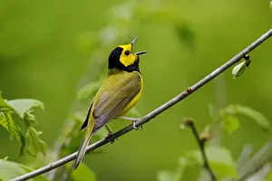 Jim Zipp Wildlife Photographer Drucke: Hooded Warbler