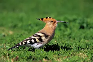 Schafernadelvogel sucht Nahrung auf einem Rasen in Andalusien Spanien