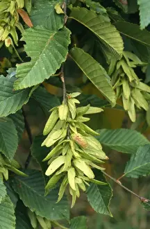 Carpinus Betulus Drucke: Hornbeam - in fruit