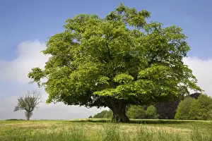 Common Hornbeam Tree Drucke: Hornbeam Tree