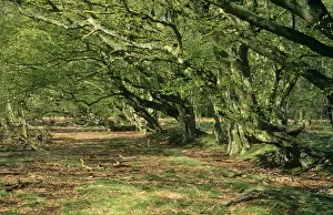 Chris Knights Photography Drucke: Hornbeam Trees
