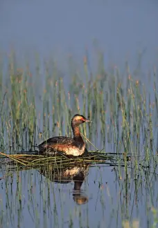 Bird Photography Prints Drucke: Horned Grebe