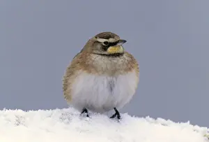 Nature Photographs For Sale Drucke: Horned Lark