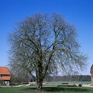 European Trees Drucke: Horse Chestnut Tree