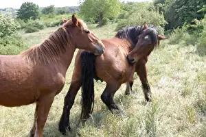 Horses In A Field Drucke: Horse - two in field, on biting itself