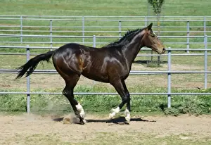 Jean Paul Ferrero Art Drucke: Horse - gallop pace