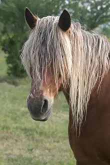 Equine Photography Prints Drucke: Horse - head and mane