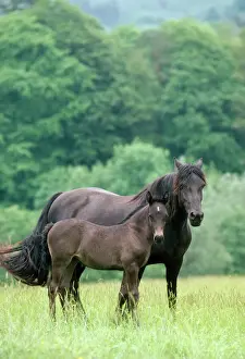 Drucke von HF 5723 Pferd - Waliser Kobs-Pony-Stute mit Fohlen von Jean Paul Ferrero Bitte beachten Sie Welsh Cob Drucke: Pferd - Waliser Korbpony
