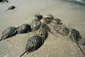Francois Gohier Photography Drucke: Horseshoe Crab - Spawning beach