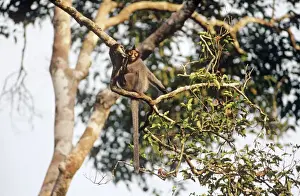 Malaysian Primates Drucke: Hose's Langur / Grey leaf monkey - In tree - Sabah, Borneo, Malaysia JPF30007