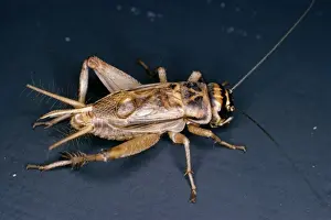 Wildlife Photography Prints Online Drucke: House Cricket