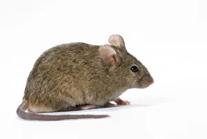 Drucke von Hausmaus JD 17 054 Atelier Hausmus Mus musculus Hans Daniels Bitte beachten Sie, dass Drucke nur für persönliche Anzeigezwecke gedacht sind und nicht reproduziert werden dürfen Hausmaus Drucke: House Mouse