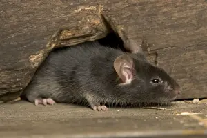 Haushuhnmaus