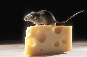 Drucke von Musmusus JD 17058 Hausmaus auf einem Stück Käse Mus musculus Hans Daniels Bitte beachten Sie, dass Drucke nur für persönliche Anzeigezwecke gedacht sind und nicht reproduziert werden dürfen Hausmaus Drucke: Hausmaus auf Käse
