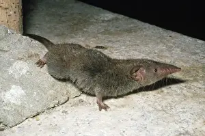 Small Mammal Photos Drucke: House Shrew