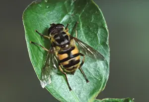 European Hoverfly Species Drucke: Hover-fly. Europe