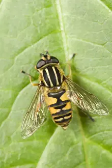 Norfolk Nature Photography Drucke: Hover Fly - resting on Leaf Norfolk UK