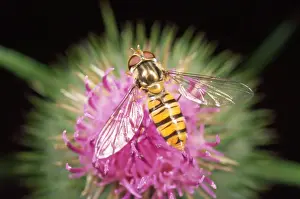 Episyrphus Balteatus Drucke: Hoverfly - feeding on thistle - UK