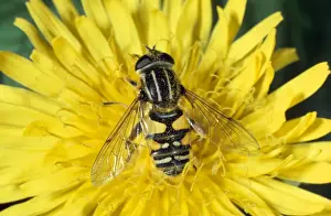 Insect Prints For Sale Drucke: Hoverfly / Sunfly