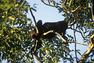 Unique Animal Prints For Sale Drucke: Howler Monkey Belize