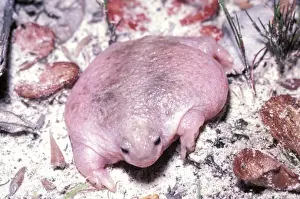Australian Frog Species Drucke: HRD00092