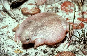 Australian Frog Species Drucke: HRD0019d